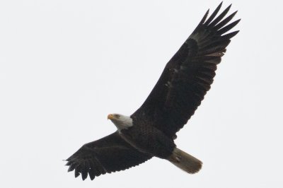 Bald Eagle at Greenwich Lake Park